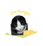 キャットmaiLOVE（個別スタンプ：16）