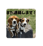 ビーグルのD.D.とLuna（個別スタンプ：10）