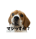 ビーグルのD.D.とLuna（個別スタンプ：13）