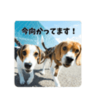 ビーグルのD.D.とLuna（個別スタンプ：21）