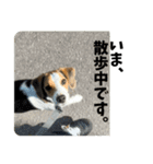 ビーグルのD.D.とLuna（個別スタンプ：24）