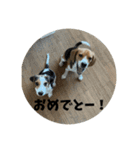 ビーグルのD.D.とLuna（個別スタンプ：30）