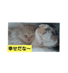 みるく   独り言（個別スタンプ：3）