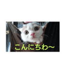 みるく   独り言（個別スタンプ：7）