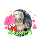 さくま4（個別スタンプ：1）