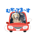 さくま4（個別スタンプ：5）