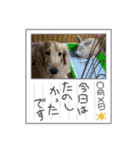 さくま4（個別スタンプ：6）