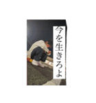 デレシシシ（個別スタンプ：5）