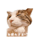 タルタルイトイト（個別スタンプ：1）