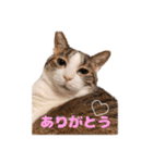 タルタルイトイト（個別スタンプ：2）