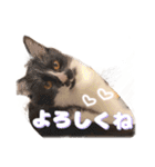 タルタルイトイト（個別スタンプ：5）