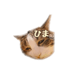 タルタルイトイト（個別スタンプ：8）