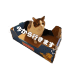 タルタルイトイト（個別スタンプ：9）