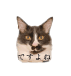 タルタルイトイト（個別スタンプ：11）