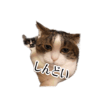 タルタルイトイト（個別スタンプ：12）