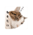 タルタルイトイト（個別スタンプ：15）