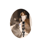 タルタルイトイト（個別スタンプ：16）