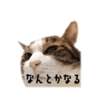 タルタルイトイト（個別スタンプ：18）