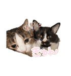 タルタルイトイト（個別スタンプ：21）