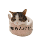 タルタルイトイト（個別スタンプ：24）