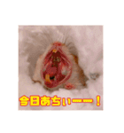 おかもんどフレンズ3（個別スタンプ：11）