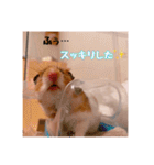 おかもんどフレンズ3（個別スタンプ：16）