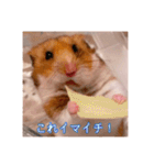 おかもんどフレンズ3（個別スタンプ：31）