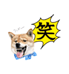 北海道犬とロップイヤーラビット（個別スタンプ：1）