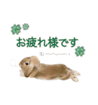 北海道犬とロップイヤーラビット（個別スタンプ：23）