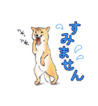 北海道犬とロップイヤーラビット（個別スタンプ：24）