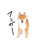 北海道犬とロップイヤーラビット（個別スタンプ：36）