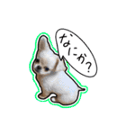ペキチワのにこちゃん（個別スタンプ：5）