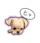 ペキチワのにこちゃん（個別スタンプ：9）