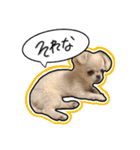 ペキチワのにこちゃん（個別スタンプ：14）