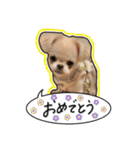 ペキチワのにこちゃん（個別スタンプ：16）