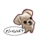 ペキチワのにこちゃん（個別スタンプ：17）
