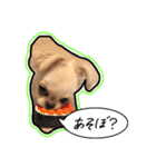 ペキチワのにこちゃん（個別スタンプ：20）