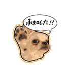 ペキチワのにこちゃん（個別スタンプ：23）