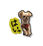 ペキチワのにこちゃん（個別スタンプ：28）