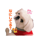 ペキニーズふうた♡♡2（個別スタンプ：3）