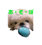 ペキニーズふうた♡♡2（個別スタンプ：5）