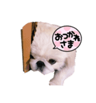ペキニーズふうた♡♡2（個別スタンプ：6）