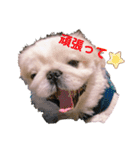 ペキニーズふうた♡♡2（個別スタンプ：8）
