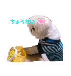 ペキニーズふうた♡♡2（個別スタンプ：9）