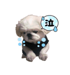 ペキニーズふうた♡♡2（個別スタンプ：13）