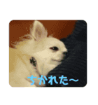 もみじスタンプ1.0-16（個別スタンプ：9）