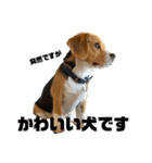 突然のかわいい犬（個別スタンプ：1）