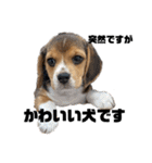 突然のかわいい犬（個別スタンプ：3）