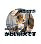 突然のかわいい犬（個別スタンプ：4）