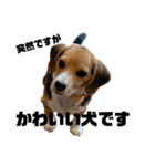 突然のかわいい犬（個別スタンプ：5）
